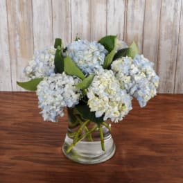 Low arrangement of pale blue and white hydrangea blooms in a clear glass vase on a wooden surface