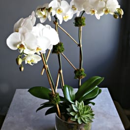 Succulent Orchid