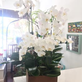 White orchid arrangement in a rectangular wooden planter