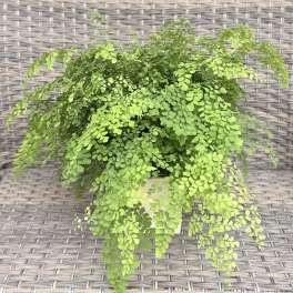 Maiden Hair Fern