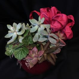 Small Succulent Garden