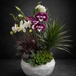 Three steam orchid with plant