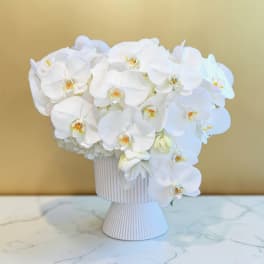 Lunar Orchids