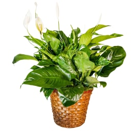 White peace lilies in a woven basket planter