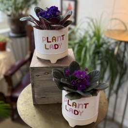 Two potted African violets in white planters labeled "PLANT LADY"