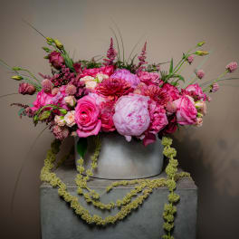 Bellezza Rosa