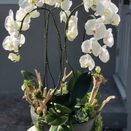 White orchid plant with arching stems in a black bowl with succulents and driftwood accents