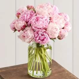 Beautiful Peonies