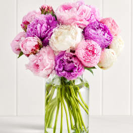 Mixed Colored Peonies
