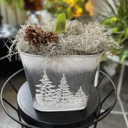 Small holiday planter in a silver metal container with pinecones and a green sprout