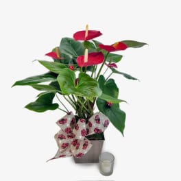 Potted anthurium with red blooms and a decorative bow beside a candle