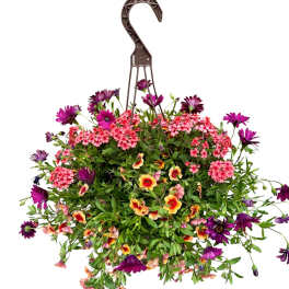 Lucky Charms! | Outdoor Hanging Basket
