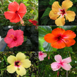 Collage of colorful hibiscus flowers in red, yellow, pink, and orange.