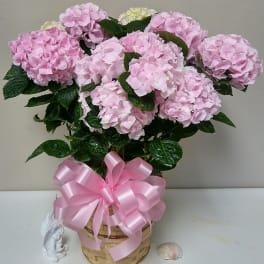 Pink hydrangea arrangement in a woven basket with a pink ribbon bow
