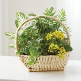 European Sympathy Dish Garden