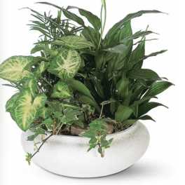 Small green planter