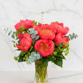 Coral Charm Peonies