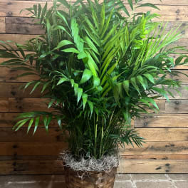 Parlor Palm