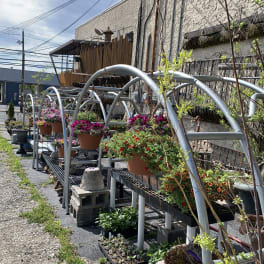 Rows of potted flowering plants displayed on metal racks outdoors