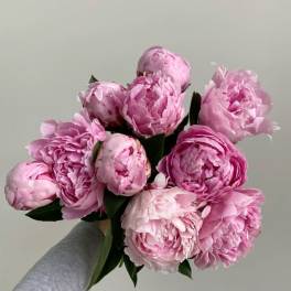 Pink Peonies!