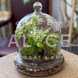 Ferngully Terrarium