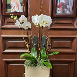 White orchids arranged in a rectangular planter with moss