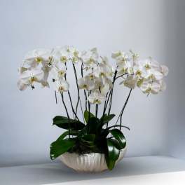 White orchid plant in a white decorative bowl planter
