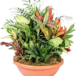 Majestic Home Garden