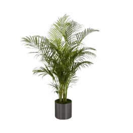 Palm
