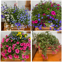 Outdoor Hanging Plants - Growers Choice