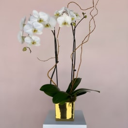 LF383 Two Stem Orchid