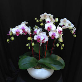 White and pink orchids in a white pot