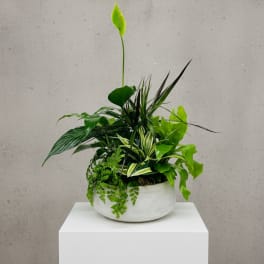 LF384 Quiet Expressions Dish garden