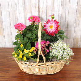 Basket of assorted flowering plants in pink, yellow, and white arranged in a woven wicker basket