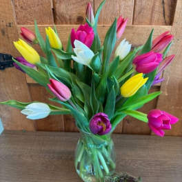 Springtime Tulips