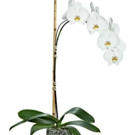 Vienna Potted Phalaenopsis