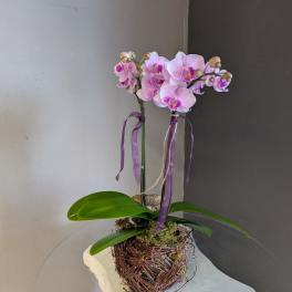 Mini phalaenopsis orchid (birds nest #2)