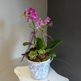 Orchid and Succulents