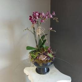 Dianty purple orchid and succulents