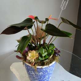 Succulents with plant PL104