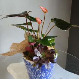 Potted plant with succulents PL105