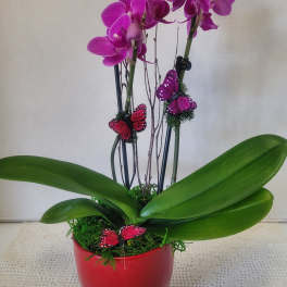 Purple Petite Double Stem
