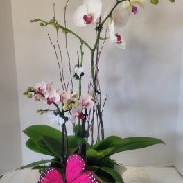 White Orchids