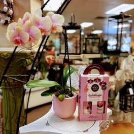 Potted pink orchid with a care kit box beside it