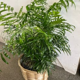 Palm