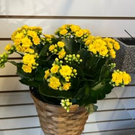 Calandiva - Yellow