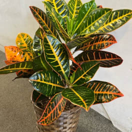 Croton