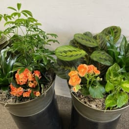European Dish Garden - Medium