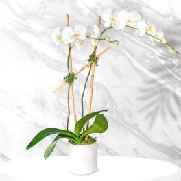 White orchid plant in a white pot with bamboo stakes