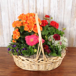 Basket of mixed flowering plants with bright orange, pink, red, purple and white blooms.